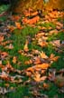 Autumn Leaves, Vancouver Nature