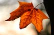 Autumn Leaves, Vancouver Nature