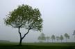 Foggy Day, Jericho Beach Park