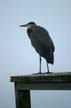 Great Blue Heron, Canada Stock Photos