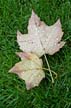 Autumn Leaves, Vancouver Nature