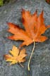 Autumn Leaves, Vancouver Nature