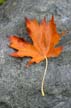 Autumn Leaves, Vancouver Nature