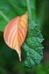 Plants, Canada Stock Photos