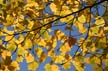 Autumn Leaves, Vancouver Nature