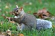 Squirrel, Canada Stock Photos