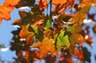 Autumn Leaves, Vancouver Nature