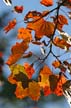 Autumn Leaves, Vancouver Nature