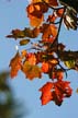 Autumn Leaves, Vancouver Nature