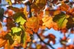 Autumn Leaves, Vancouver Nature