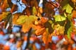 Autumn Leaves, Vancouver Nature