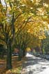 Autumn Leaves, Vancouver Nature