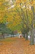 Autumn Leaves, Vancouver Nature