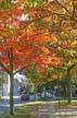 Autumn Leaves, Vancouver Nature