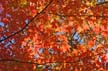 Autumn Leaves, Vancouver Nature