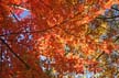 Autumn Leaves, Vancouver Nature