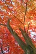 Autumn Leaves, Vancouver Nature