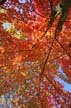 Autumn Leaves, Vancouver Nature