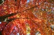 Autumn Leaves, Vancouver Nature