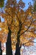 Autumn Leaves, Vancouver Nature