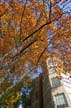 Autumn Leaves, Vancouver Nature