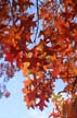 Autumn Leaves, Vancouver Nature