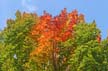 Autumn Leaves, Vancouver Nature