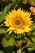 Sunflower(s), Vancouver Gardens