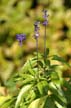 Flowers, Canada Stock Photographs