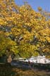 Autumn Leaves, Vancouver Nature