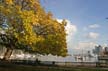 Autumn Leaves, Vancouver Nature