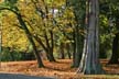 Autumn Leaves, Vancouver Nature