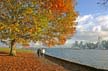 Autumn Leaves, Vancouver Nature