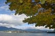 Autumn Leaves, Vancouver Nature