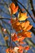 Autumn Leaves, Vancouver Nature