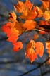 Autumn Leaves, Vancouver Nature