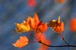 Autumn Leaves, Canada Stock Photos