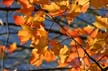 Autumn Leaves, Canada Stock Photos