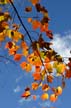 Autumn Leaves, Vancouver Nature