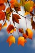 Autumn Leaves, Vancouver Nature