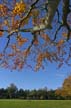 Autumn Leaves, Vancouver Nature