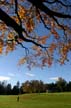 Autumn Leaves, Vancouver Nature