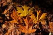 Autumn Leaves, Vancouver Nature