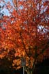 Autumn Leaves, Vancouver Nature