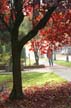 Autumn Leaves, Vancouver Nature