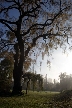 Tree, Canada Stock Photographs