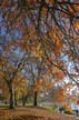 Autumn Leaves, Vancouver Nature