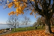 Golden Leaves, Canada Stock Photos