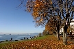 Golden Leaves, Canada Stock Photos