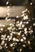 Shiny Leaves, Canada Stock Photos